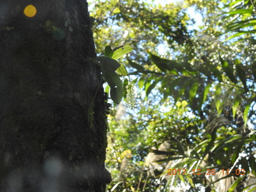 Image of Liparis elliptica by (c) fagushayata, some rights reserved (CC BY-SA)
