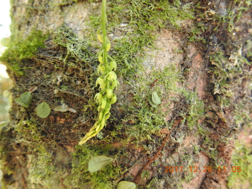 Image of Liparis elliptica by (c) fagushayata, some rights reserved (CC BY-SA)