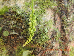 Liparis elliptica