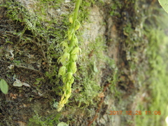 Liparis elliptica
