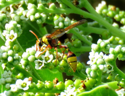 Okinawa Mud Wasp photo 5