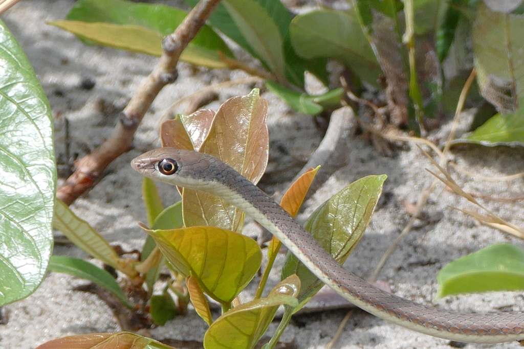 Jalla's Sand Snake