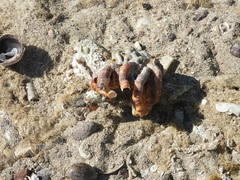 Vermetoidea