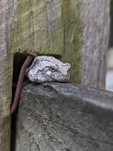 Gray Treefrog photographed in New Jersey