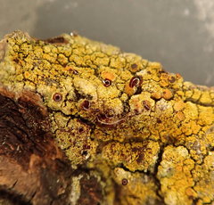 Gyalolechia xanthostigmoidea