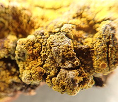 Gyalolechia xanthostigmoidea