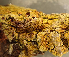 Gyalolechia xanthostigmoidea