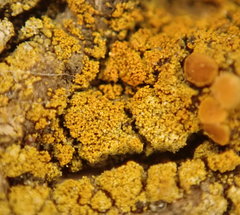 Gyalolechia xanthostigmoidea