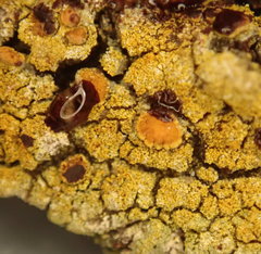 Gyalolechia xanthostigmoidea