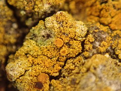 Gyalolechia xanthostigmoidea