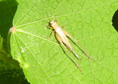 Oecanthidae