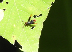 Rhynchium haemorrhoidale