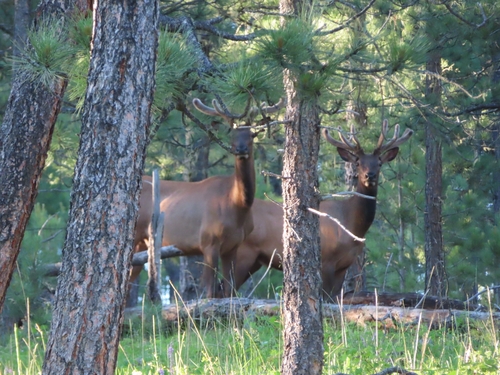 Elk photographed in South Dakota
