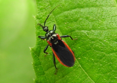 Ectrychotes serdangensis