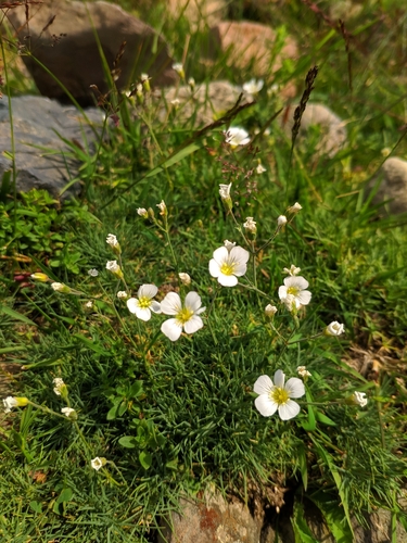 kurička (Minuartia)