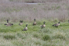 Branta hutchinsii leucopareia