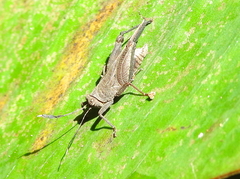 Phaesticus mellerborgi