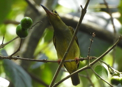 Arachnothera flavigaster