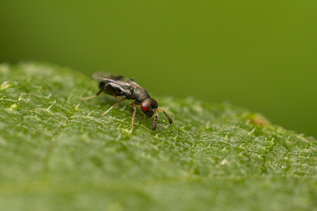 Rhaphitelus