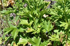 Delphinium multiplex