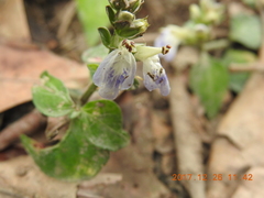 Rungia chinensis