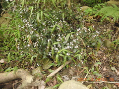 Rungia chinensis