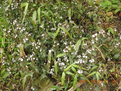 Rungia chinensis