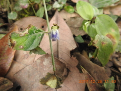 Rungia chinensis