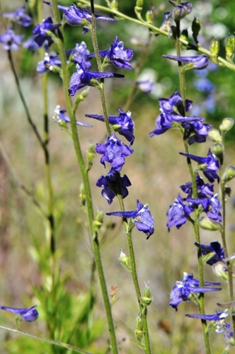 kittitas larkspur (Delphinium multiplex)
