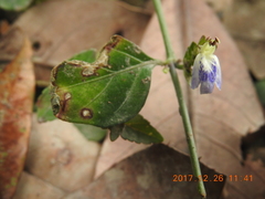 Rungia chinensis