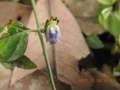 Rungia chinensis