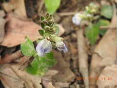 Rungia chinensis