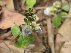 Rungia chinensis