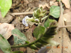Rungia chinensis