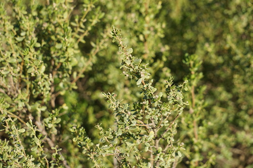 iNaturalist observation photo of coyote brush