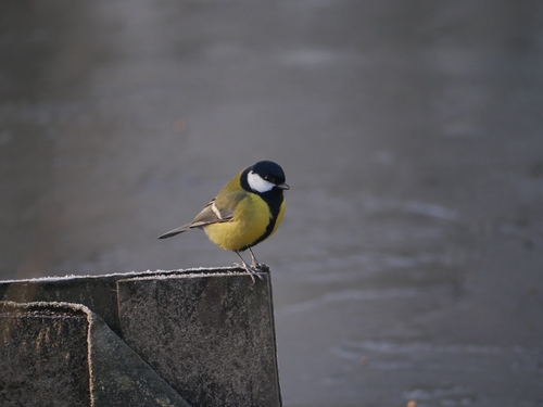 Carbonero común (Parus major)