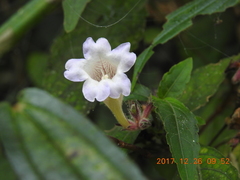 Strobilanthes pentastemonoides