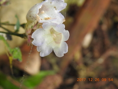 Strobilanthes pentastemonoides