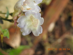 Strobilanthes pentastemonoides