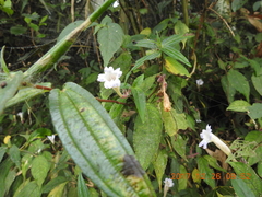 Strobilanthes pentastemonoides