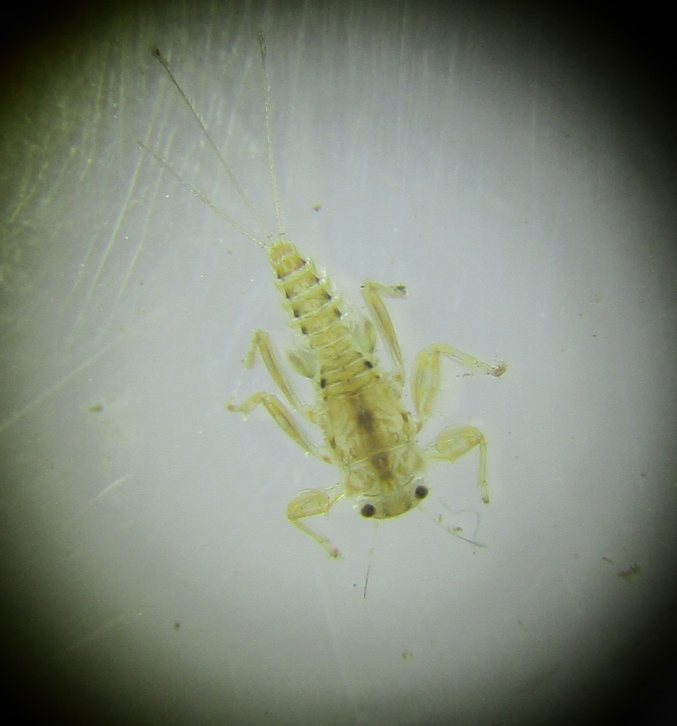 Lestagella penicillata