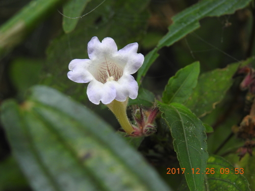 Strobilanthes pentastemonoides (Wall. ex Nees) T.Anderson