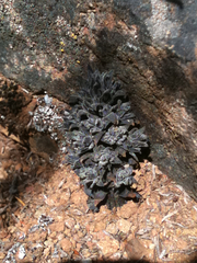 Aphyllon tuberosum