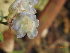 Strobilanthes pentastemonoides