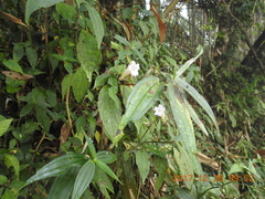 Strobilanthes pentastemonoides