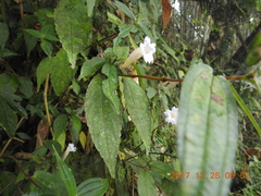 Strobilanthes pentastemonoides