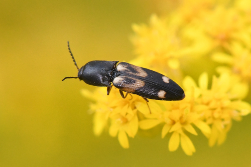 Megapenthes caprella