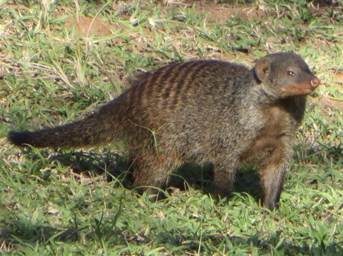 Banded Mongoose
