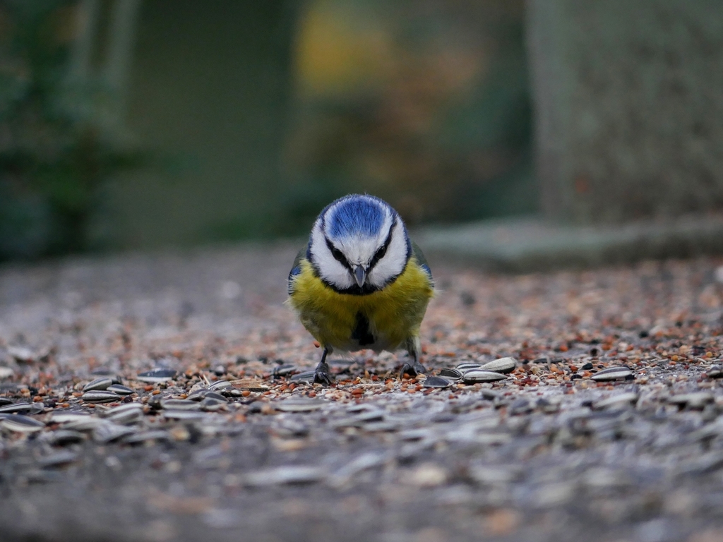 Mésange bleue