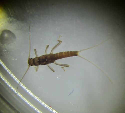 Aphanicerca capensis